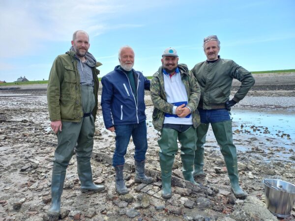 Oesters rapen in Yerseke