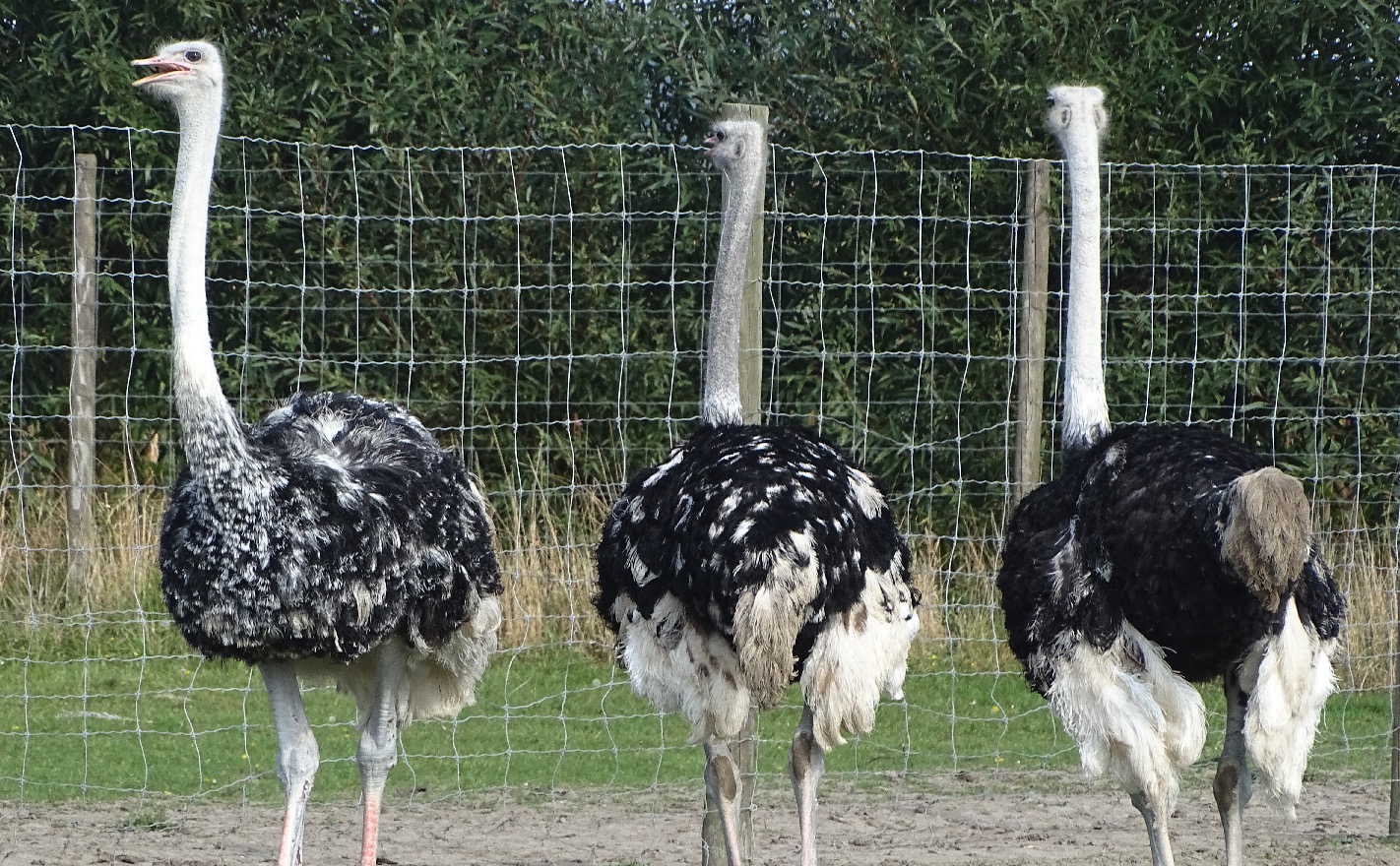 struisvogelboerderij